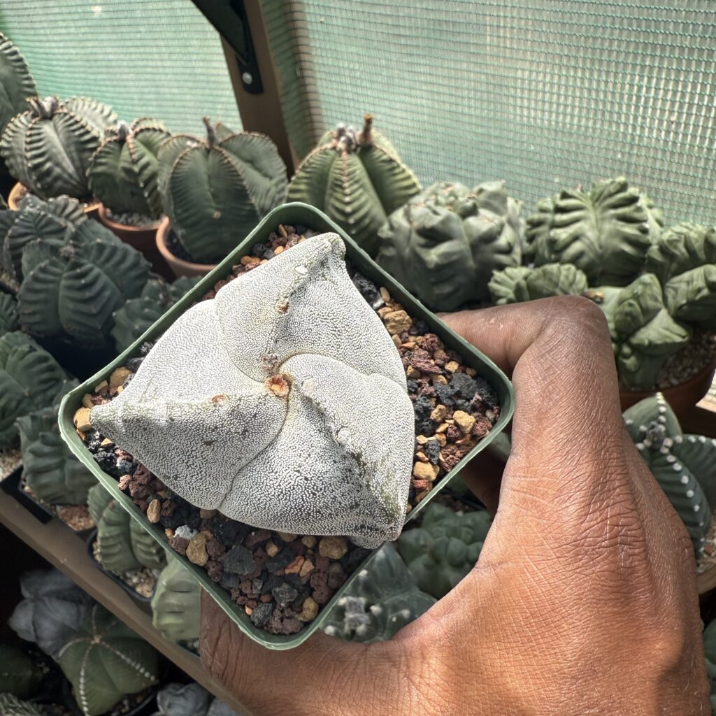 Astrophytum myriostigma tricostatum
