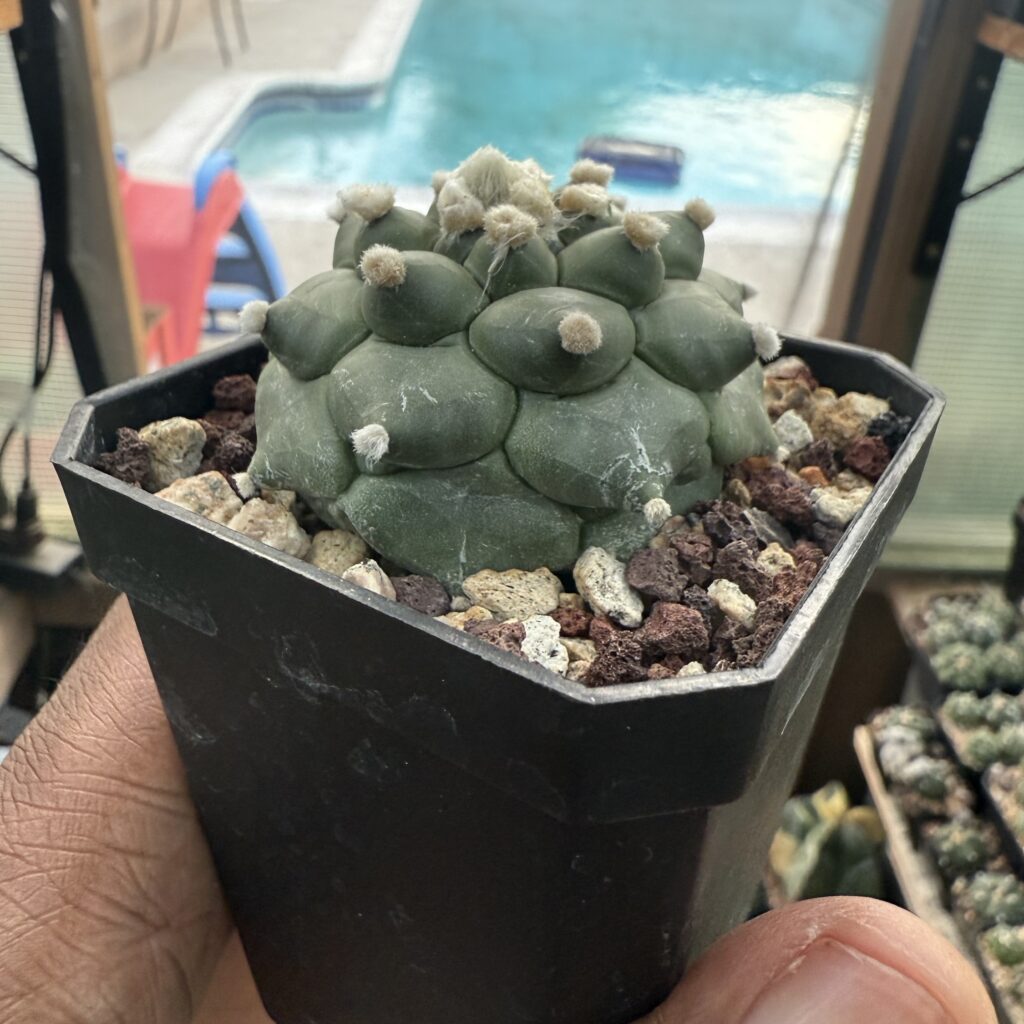 Astrophytum asterias Kikko Durian