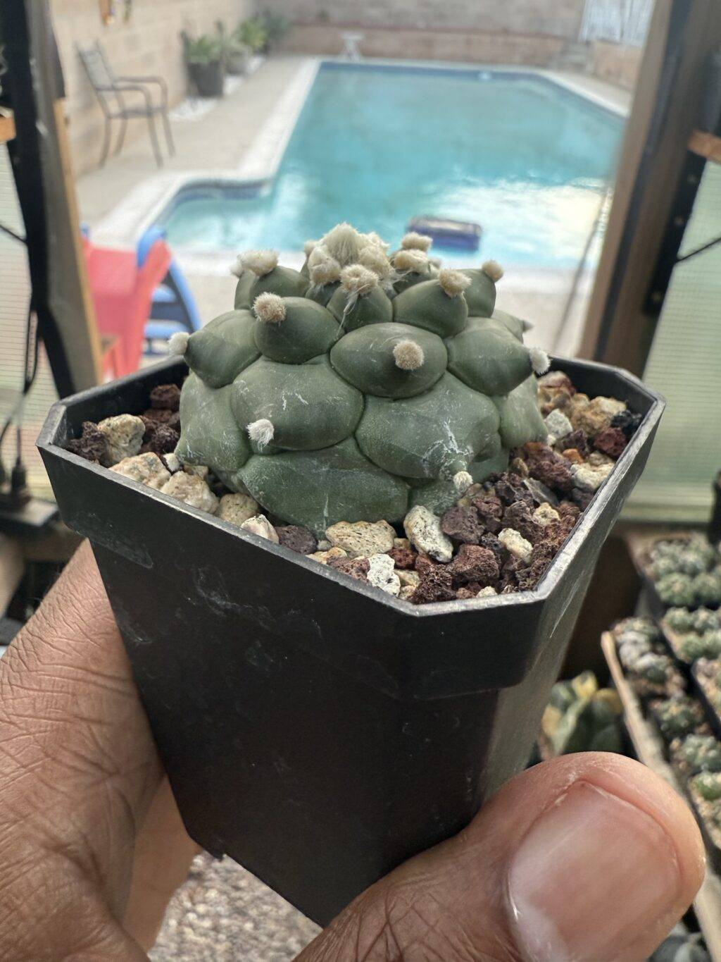 Astrophytum asterias Kikko Durian