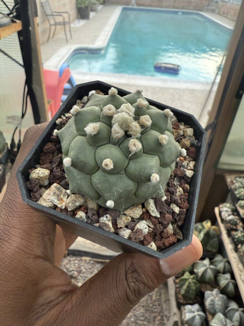 Astrophytum asterias Kikko Durian - Image 3