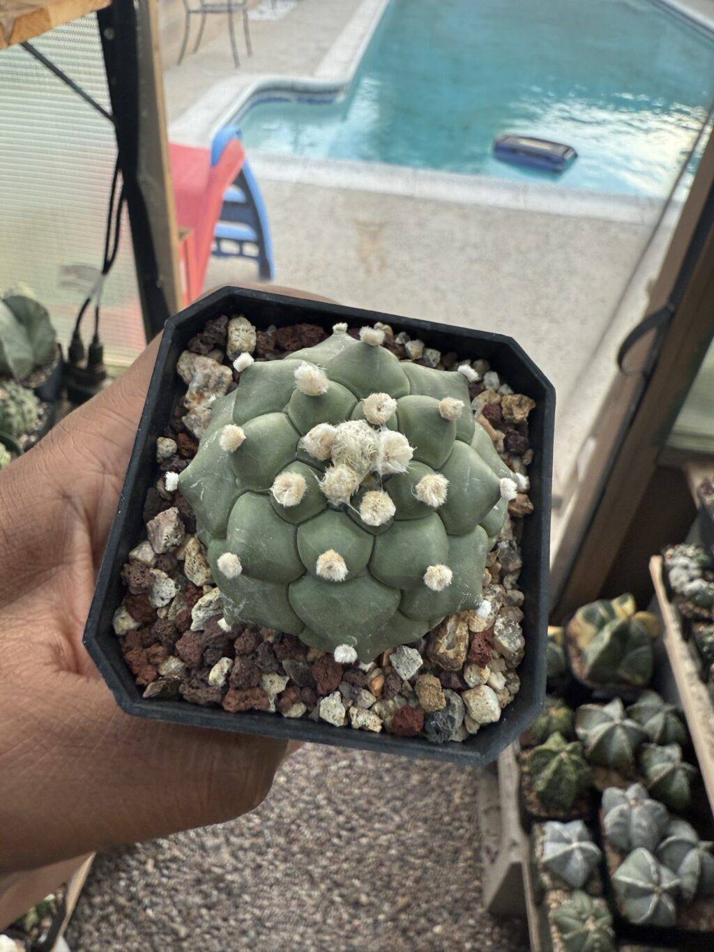 Astrophytum asterias Kikko Durian - Image 2