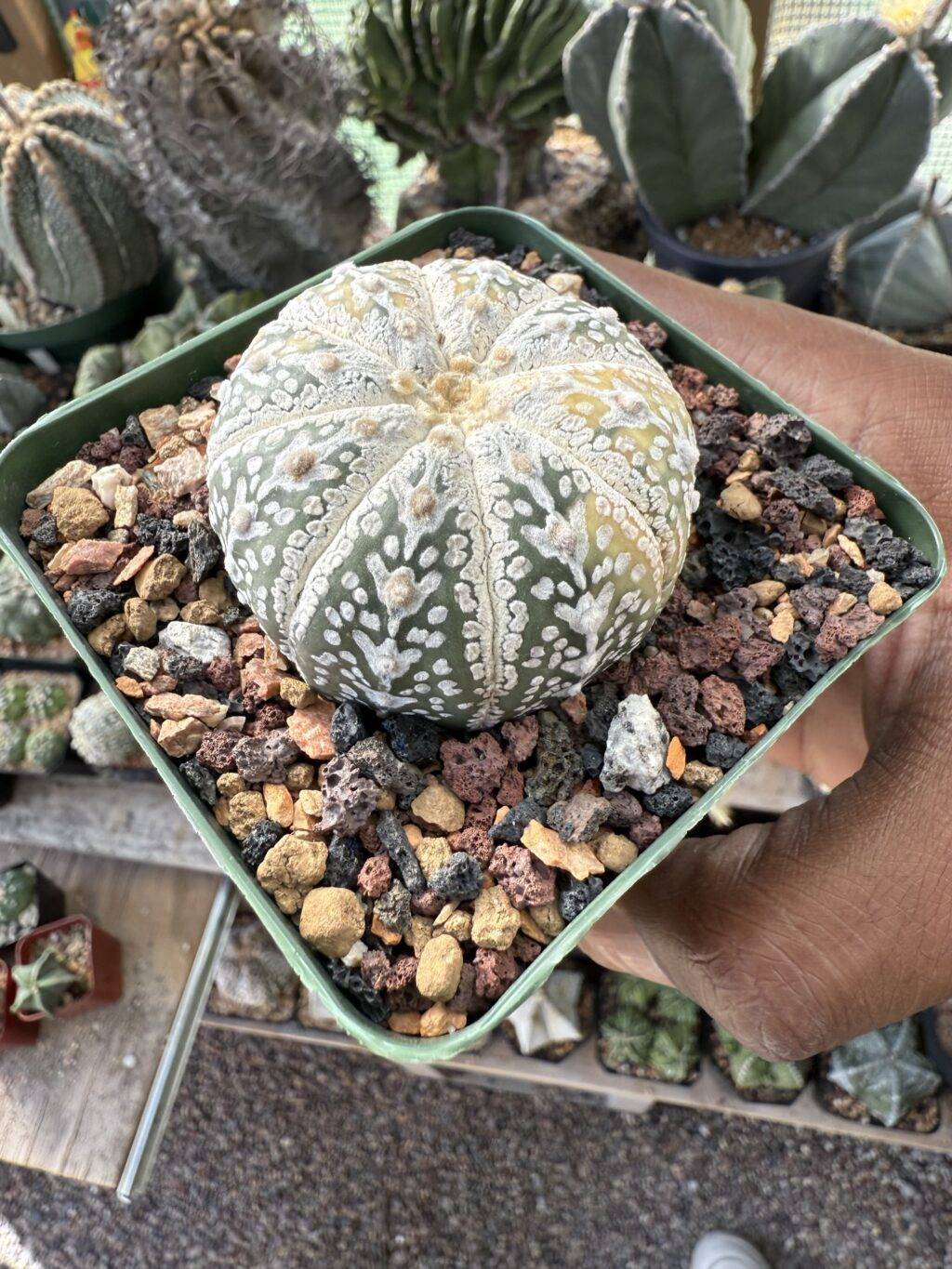 Astrophytum asterias cv. Superkabuto V-Type Variegated - Image 3