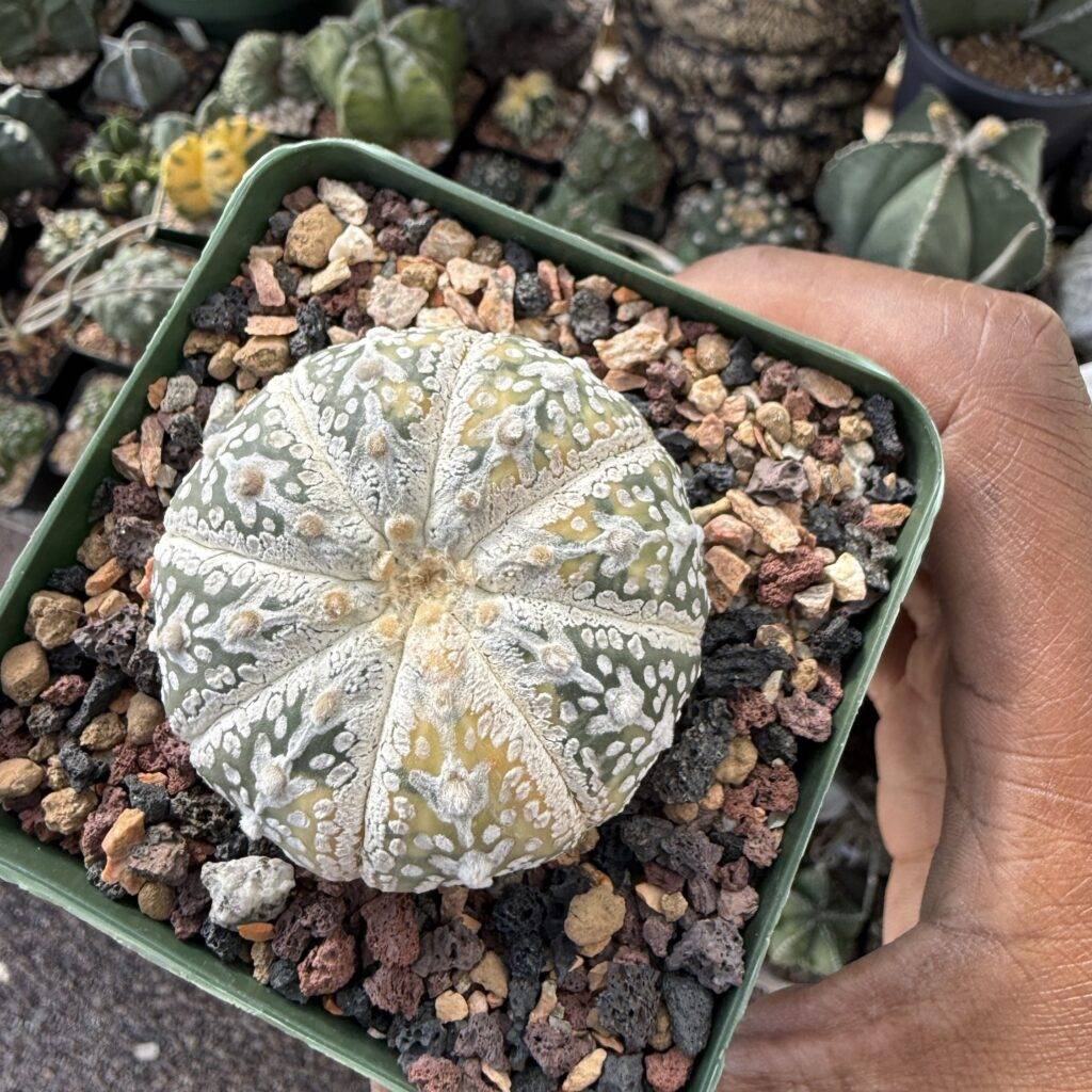 Astrophytum asterias cv. Superkabuto V-Type Variegated