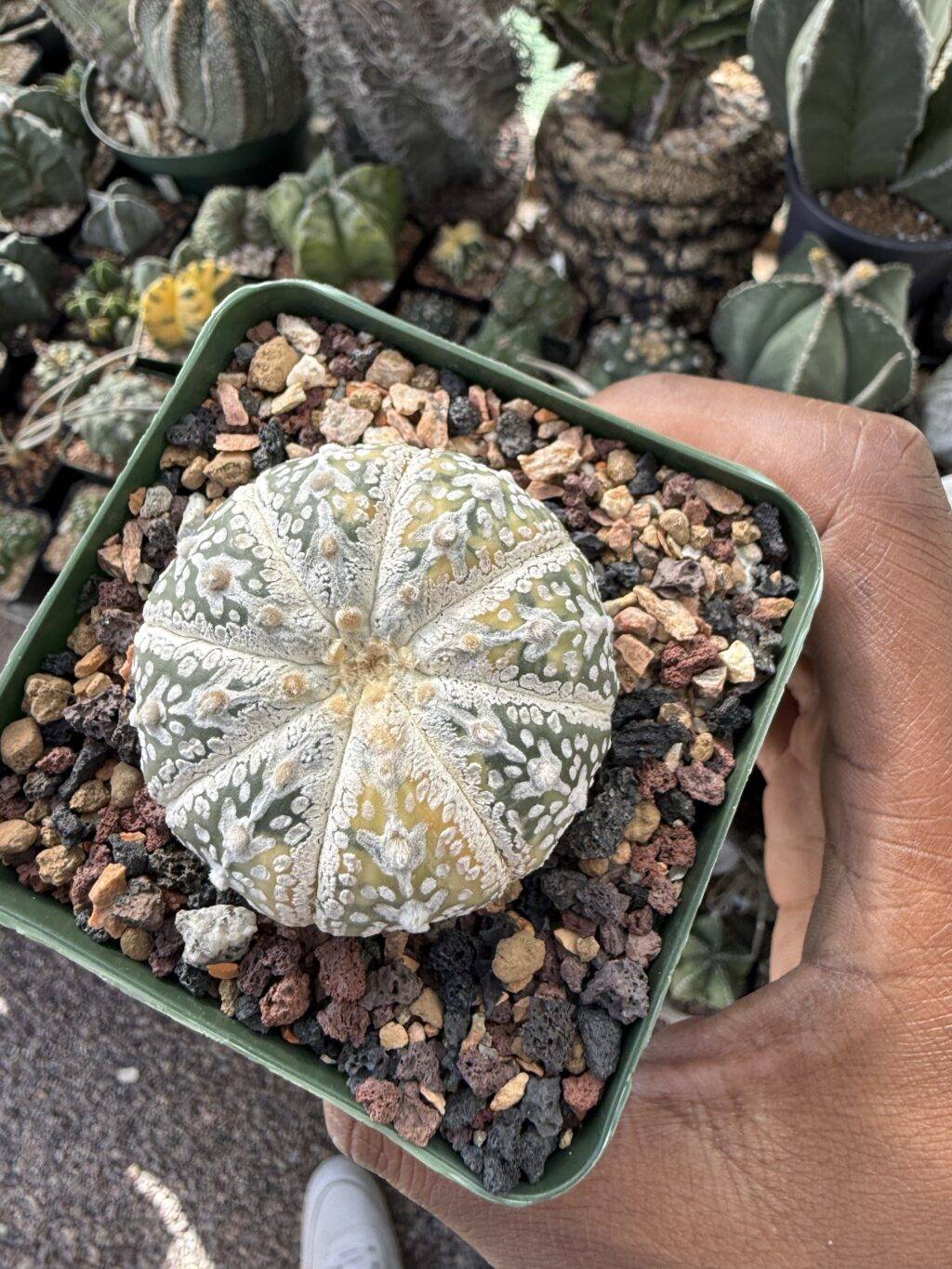Astrophytum asterias cv. Superkabuto V-Type Variegated