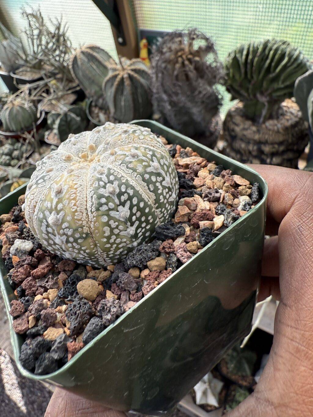 Astrophytum asterias cv. Superkabuto V-Type Variegated - Image 2