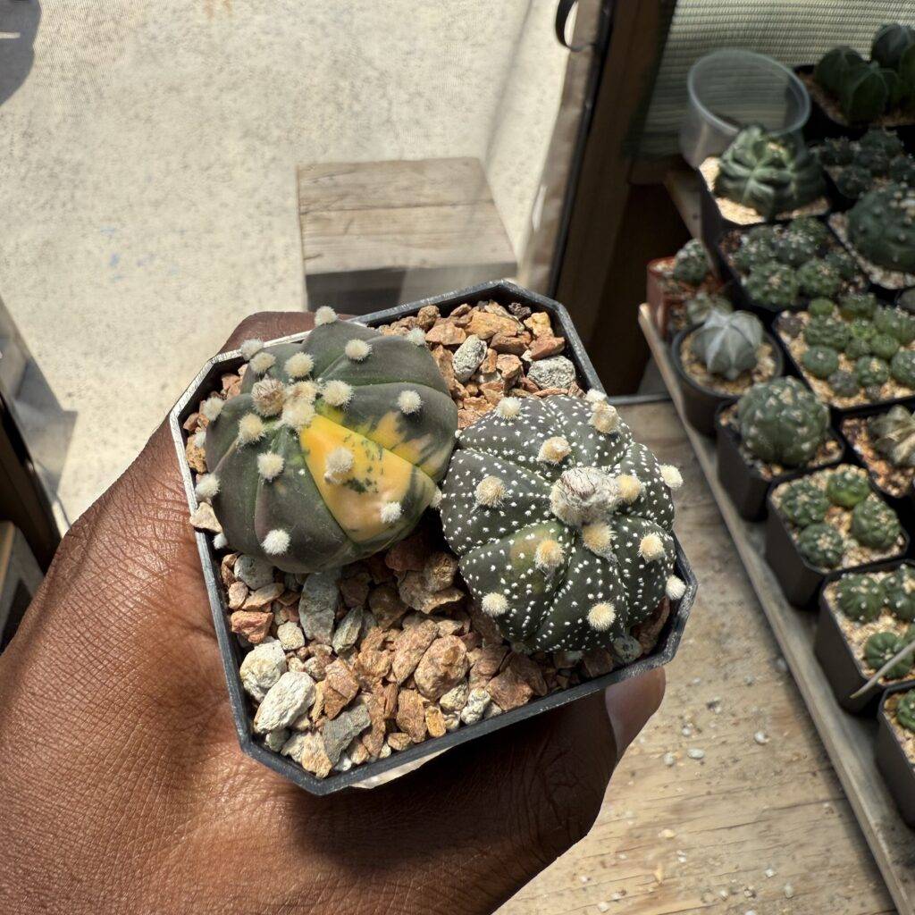 Astrophytum asterias Bundle