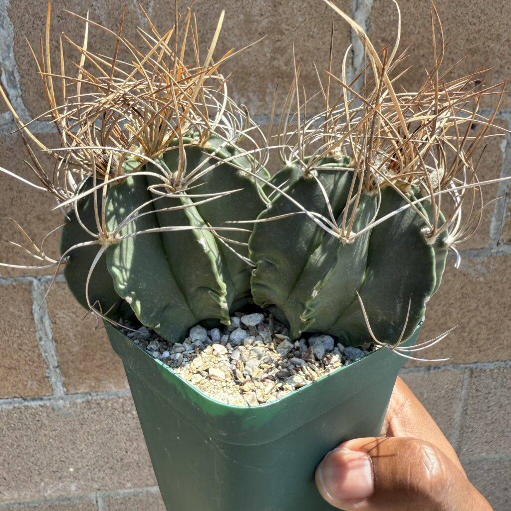 Astrophytum capricorne var. crassispinum 2 headed