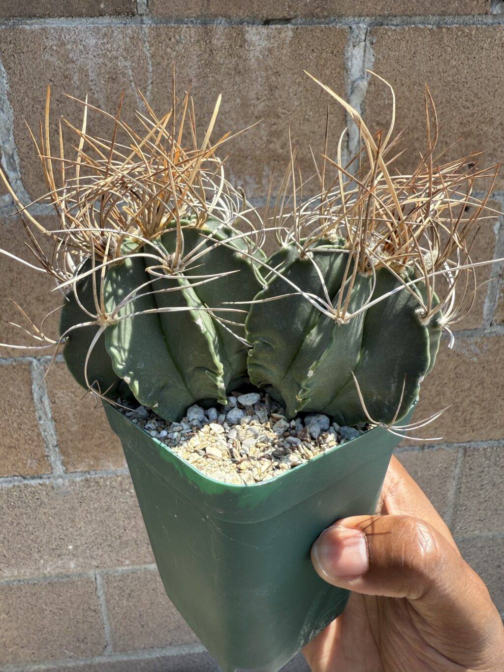 Astrophytum capricorne var. crassispinum 2 headed
