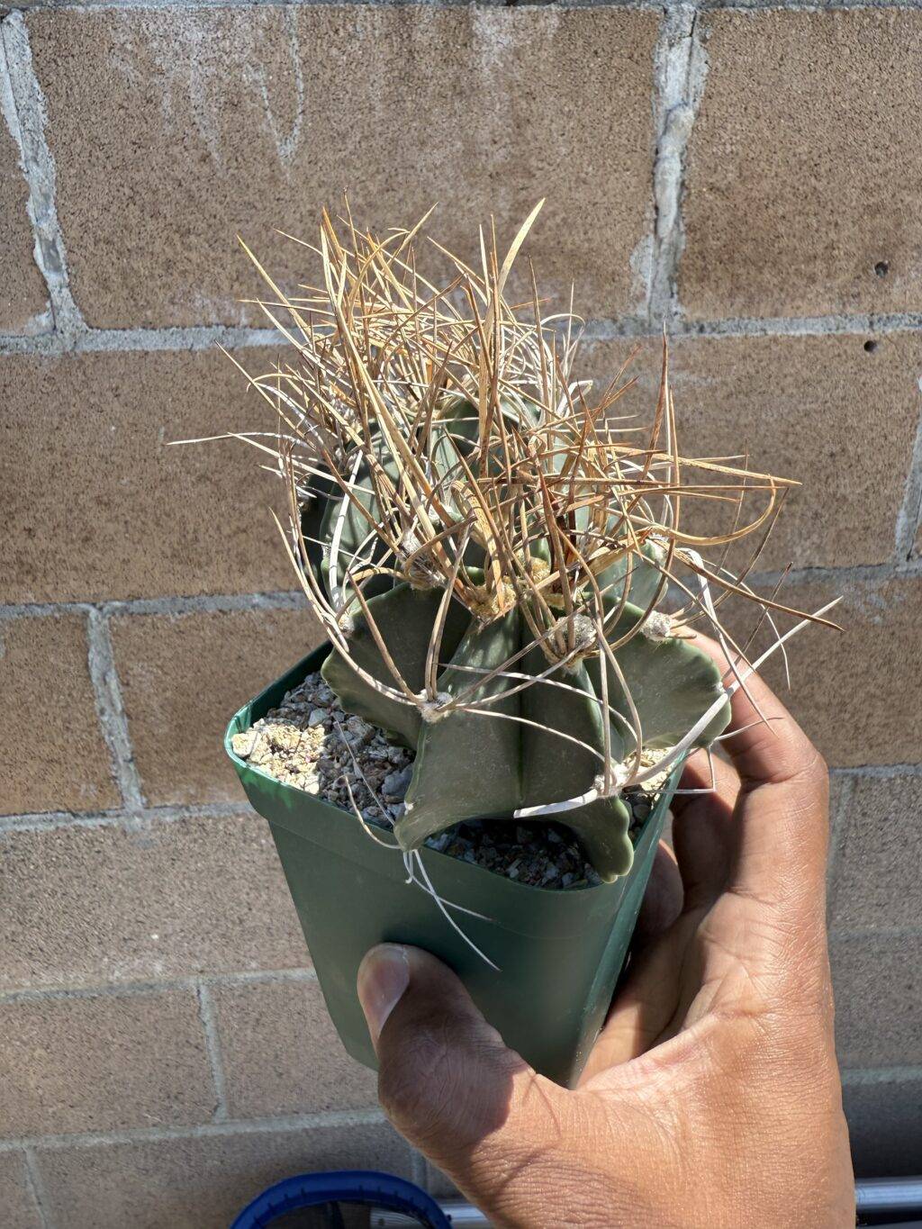 Astrophytum capricorne var. crassispinum 2 headed - Image 4