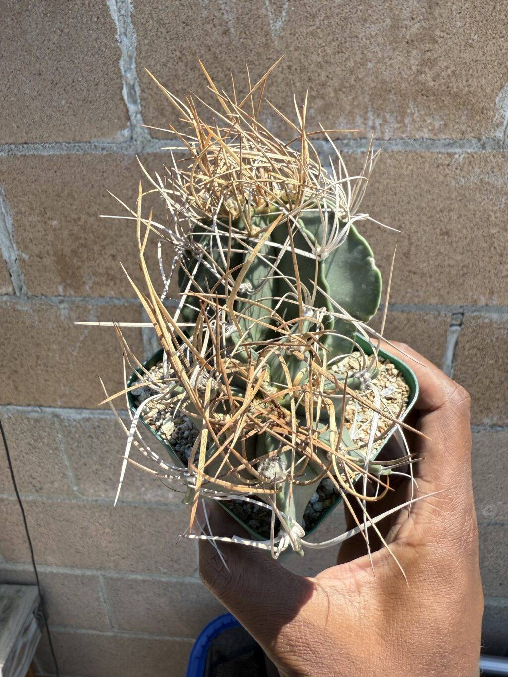 Astrophytum capricorne var. crassispinum 2 headed - Image 3