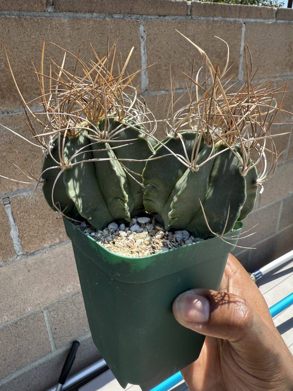 Astrophytum capricorne var. crassispinum 2 headed - Image 2