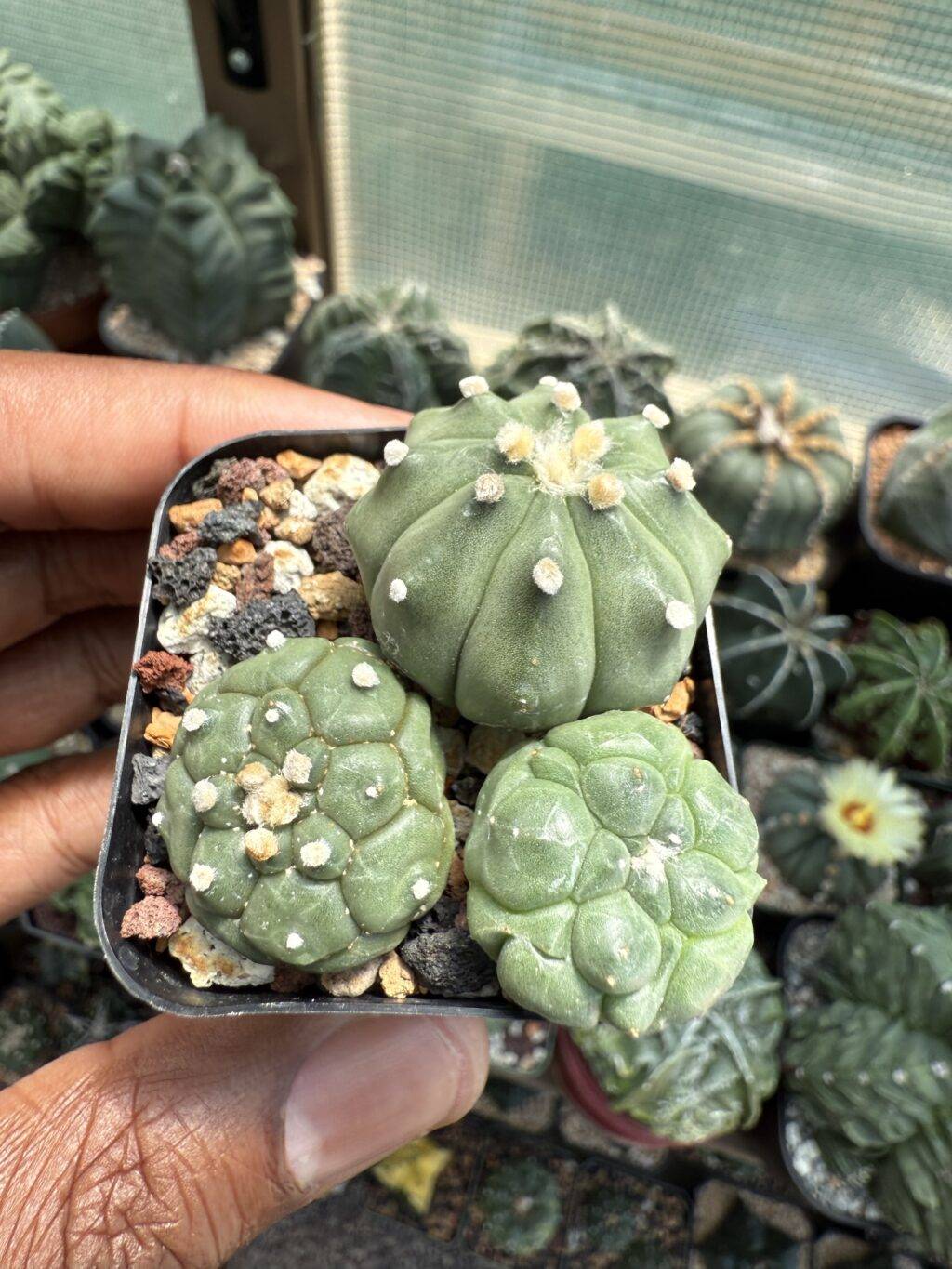 Astrophytum asterias Bundle - Image 3