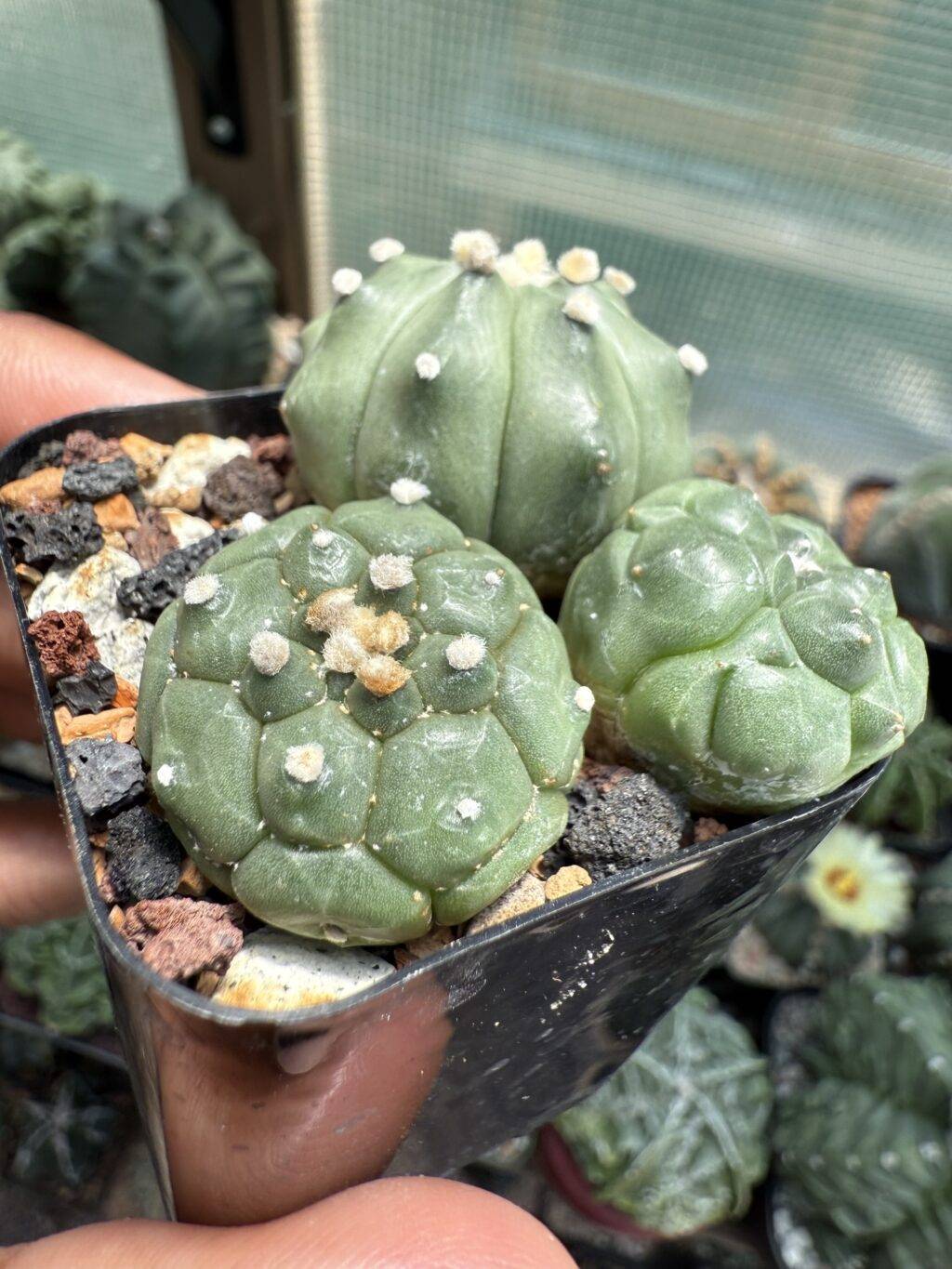 Astrophytum asterias Bundle