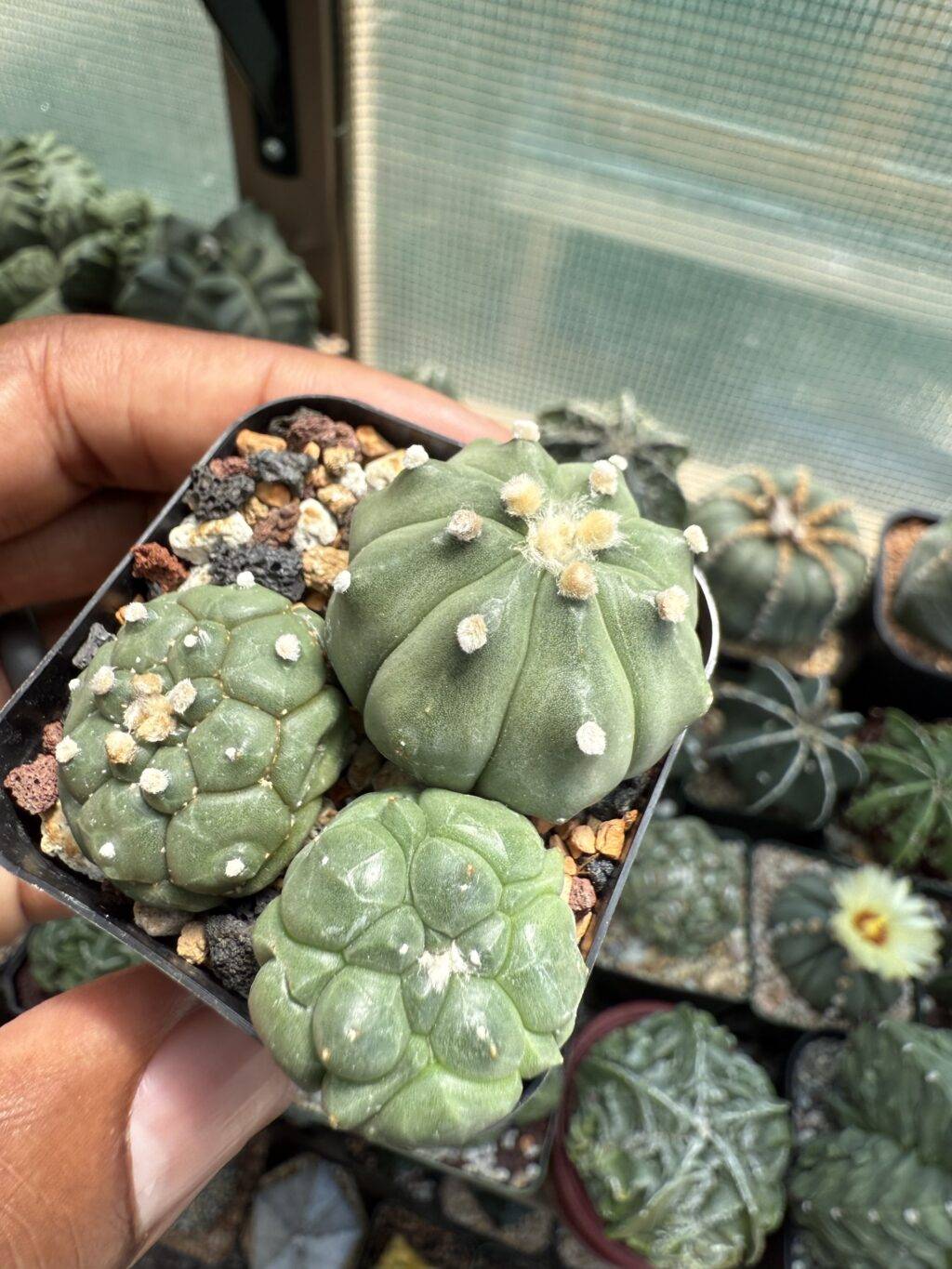 Astrophytum asterias Bundle - Image 2