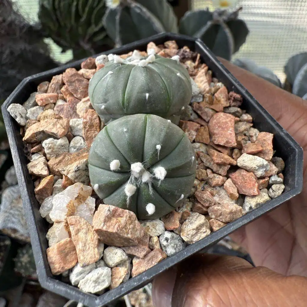 Astrophytum asterias 2 Headed