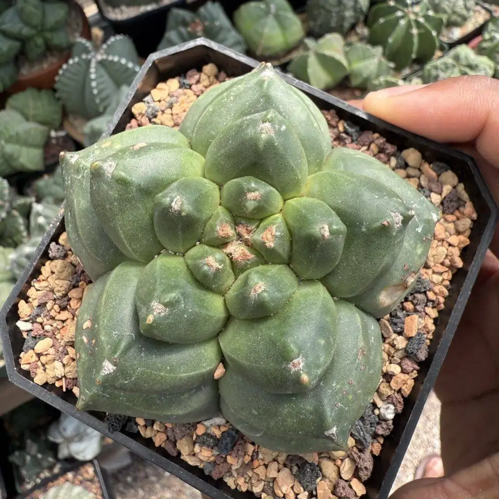 Astrophytum myriostigma cv. Kikko