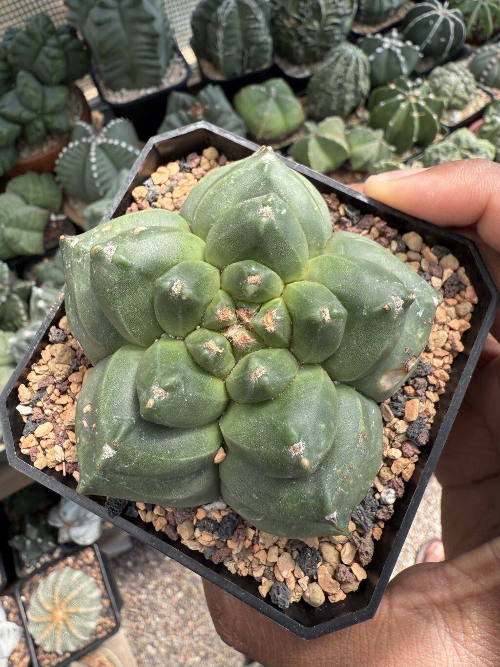 Astrophytum myriostigma cv. Kikko