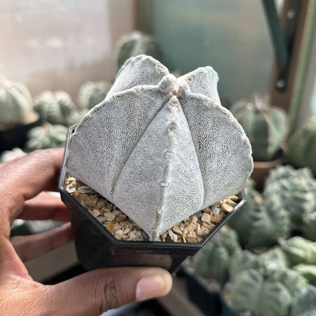 Astrophytum coahuilense