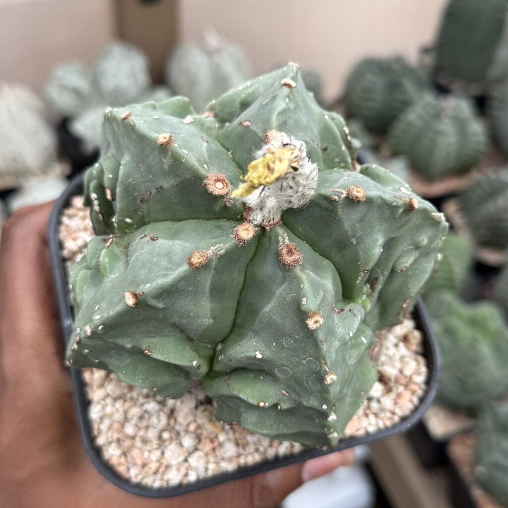 Astrophytum myriostigma Fukuryu