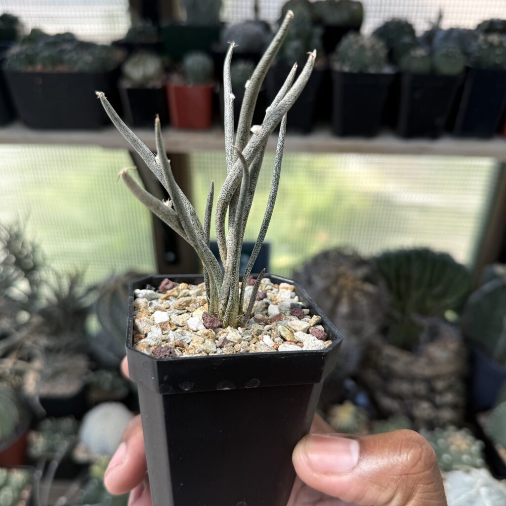 Astrophytum caput-medusae