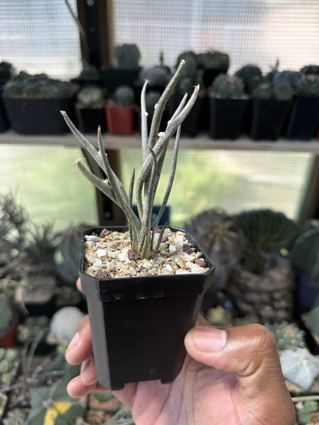 Astrophytum caput-medusae