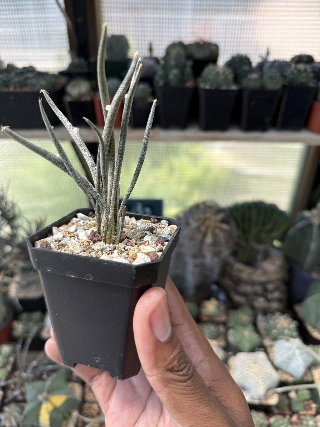 Astrophytum caput-medusae - Image 2