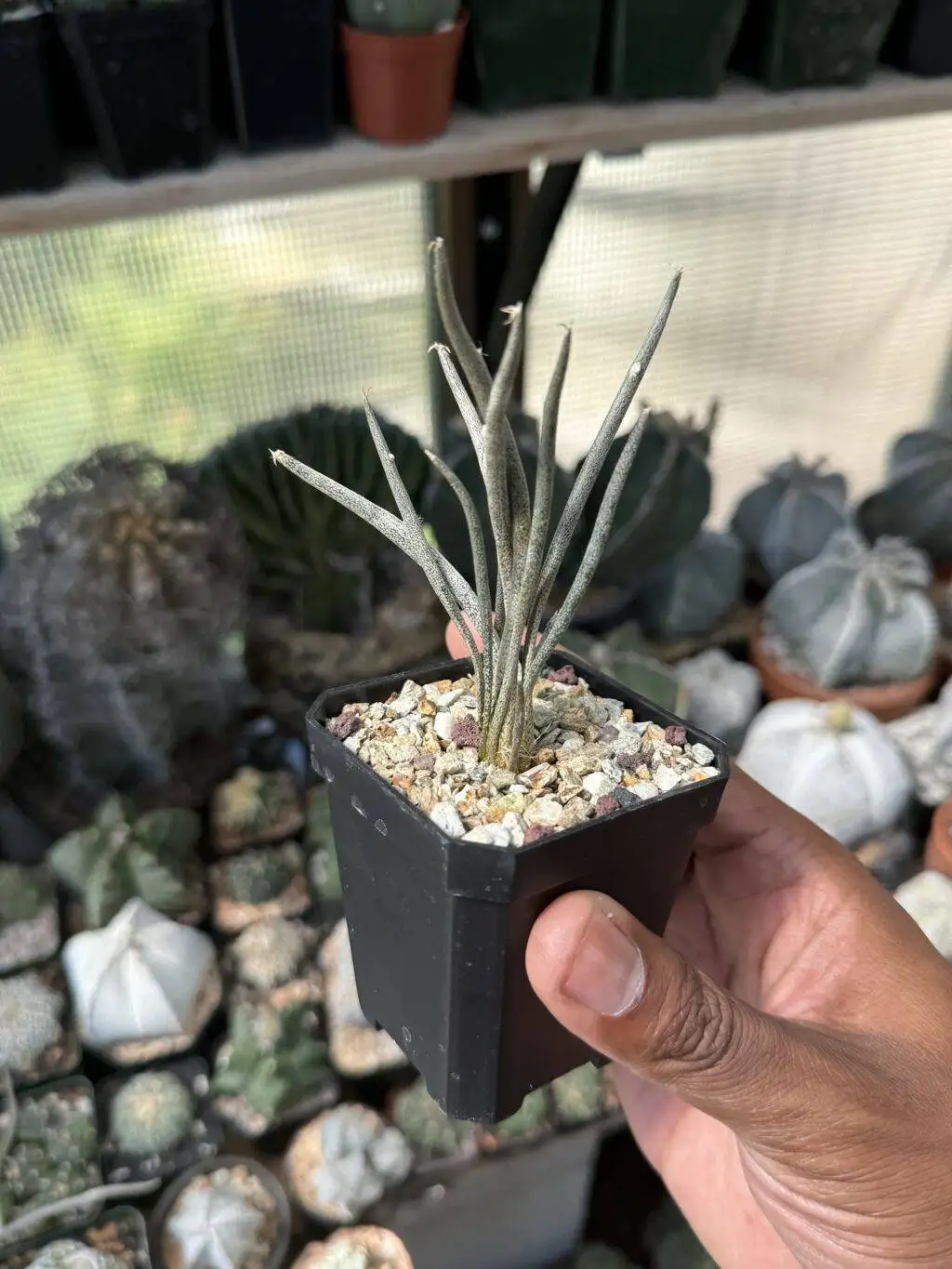 Astrophytum caput-medusae - Image 3