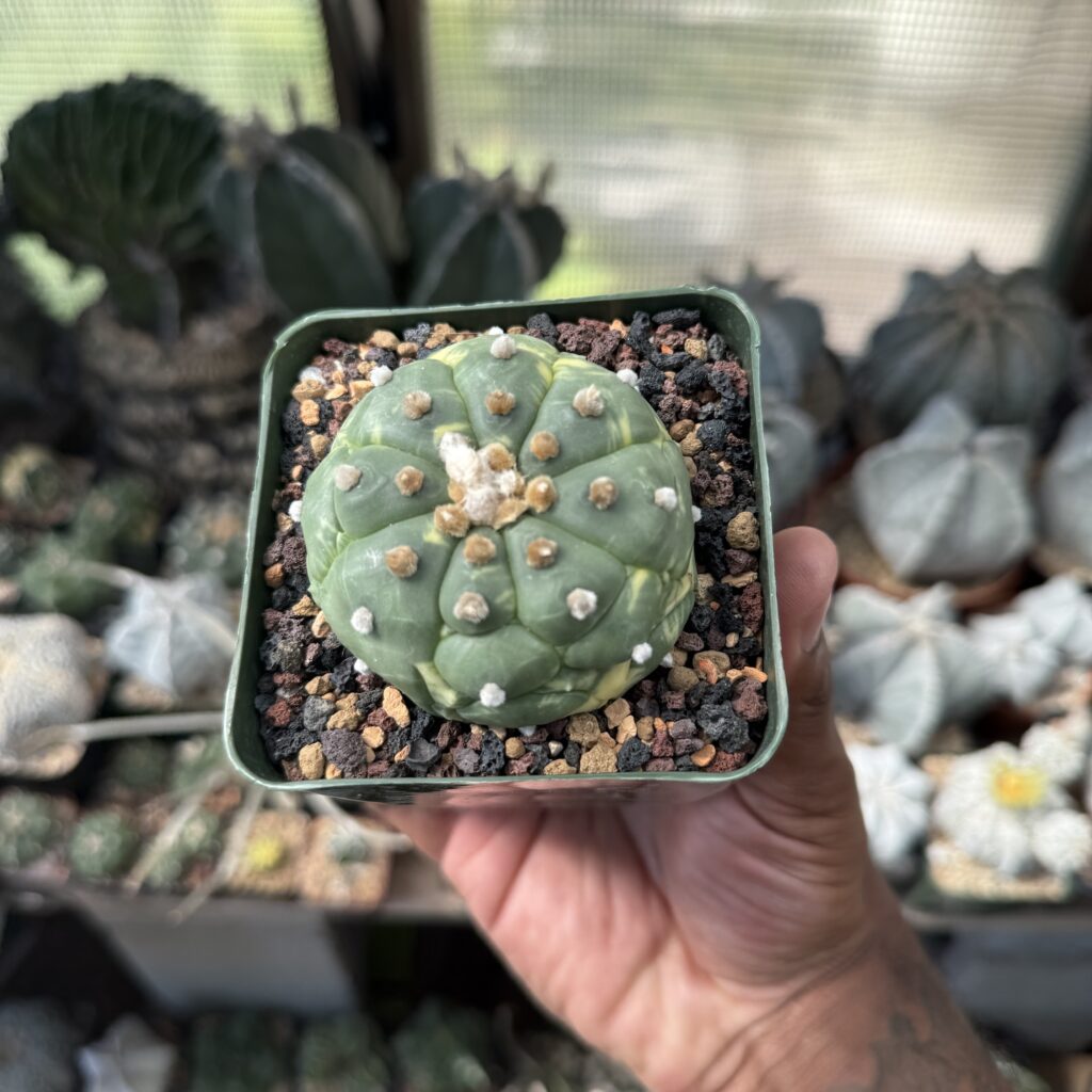 Astrophytum asterias cv. Kikko Variegated