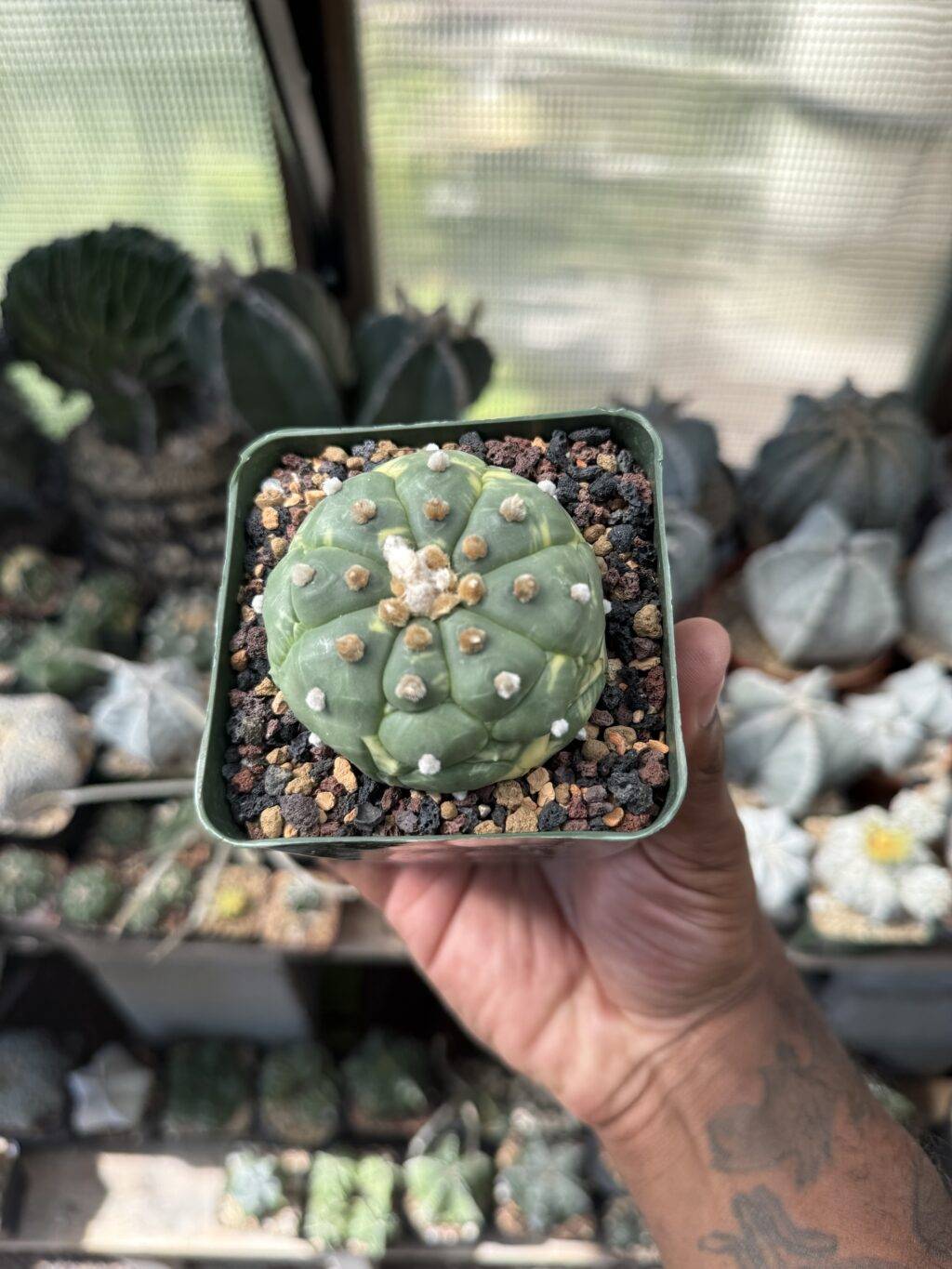 Astrophytum asterias cv. Kikko Variegated