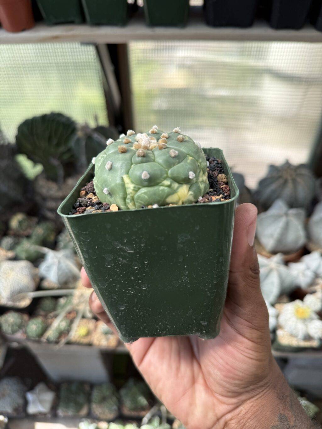 Astrophytum asterias cv. Kikko Variegated - Image 2