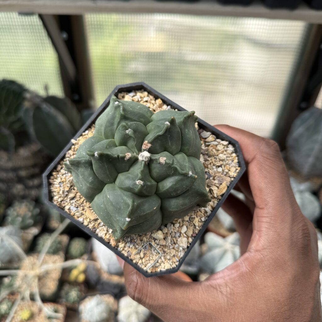 Astrophytum myriostigma cv. Kikko