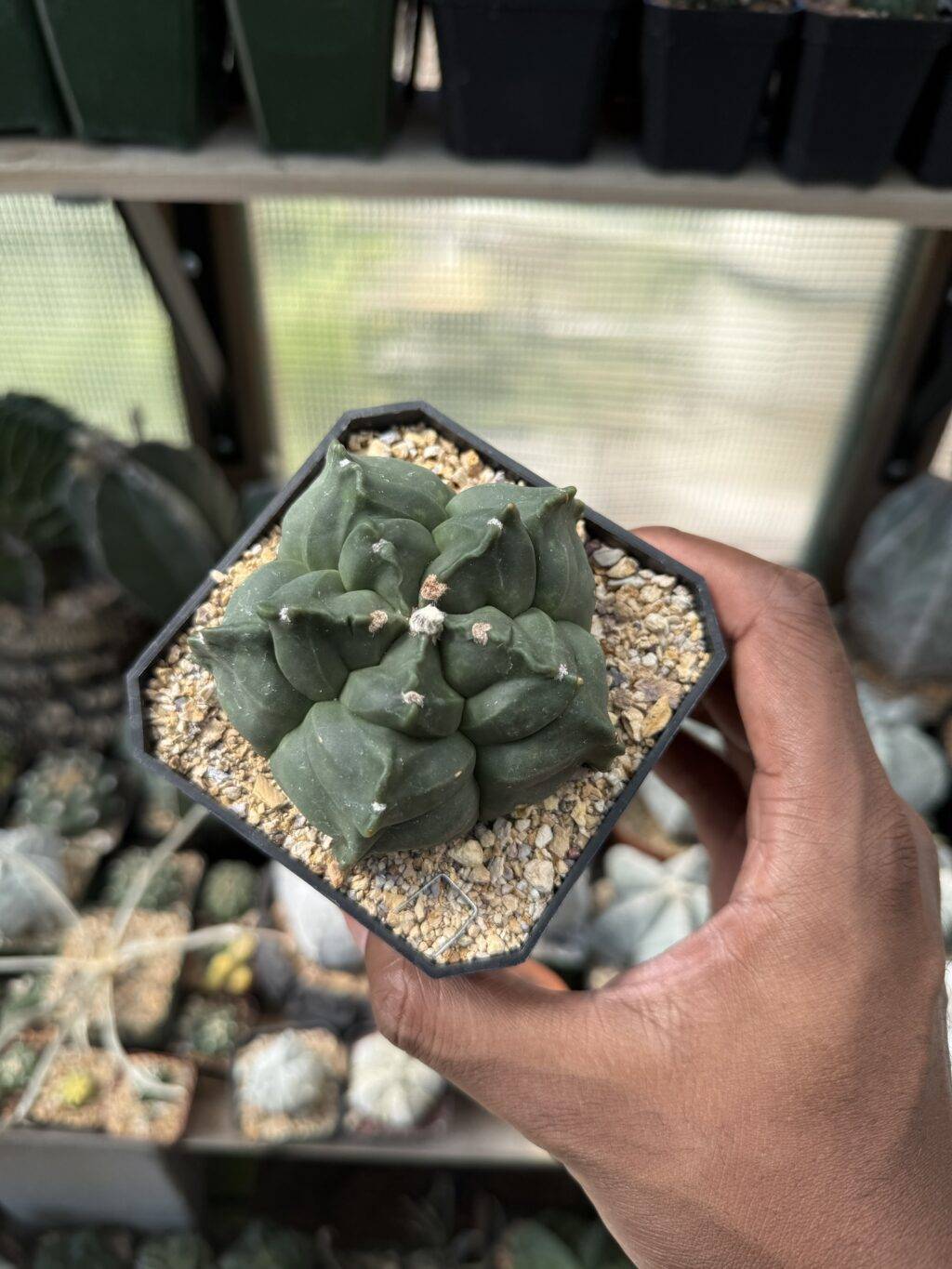 Astrophytum myriostigma cv. Kikko