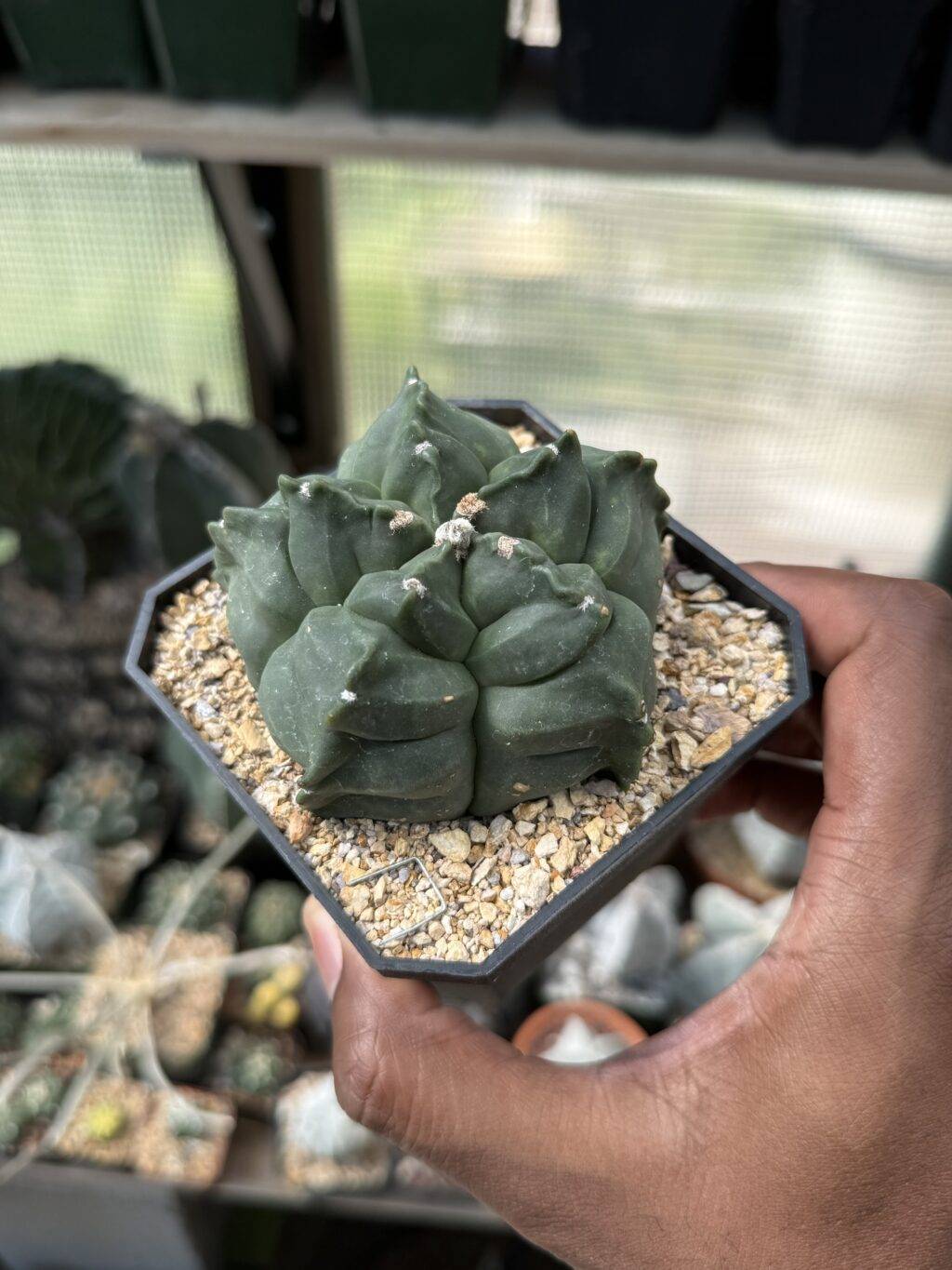 Astrophytum myriostigma cv. Kikko - Image 2