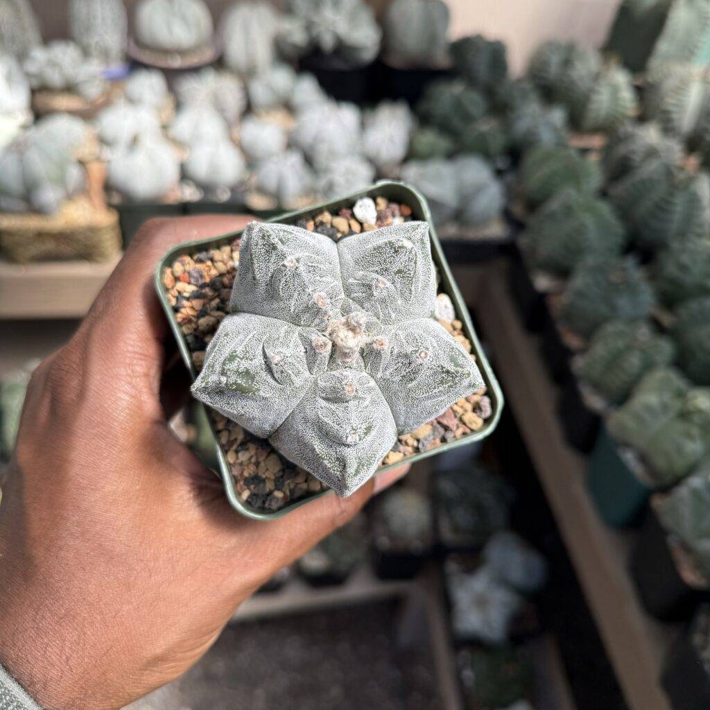 Astrophytum myriostigma cv. Kikko