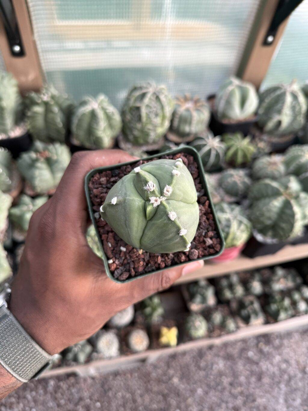 Astrophytum myriostigma tricostatum - Image 2