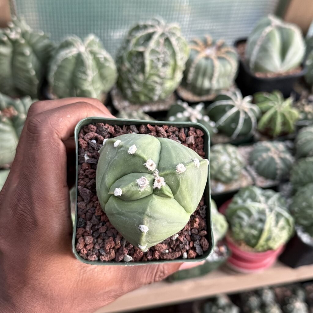 Astrophytum myriostigma tricostatum