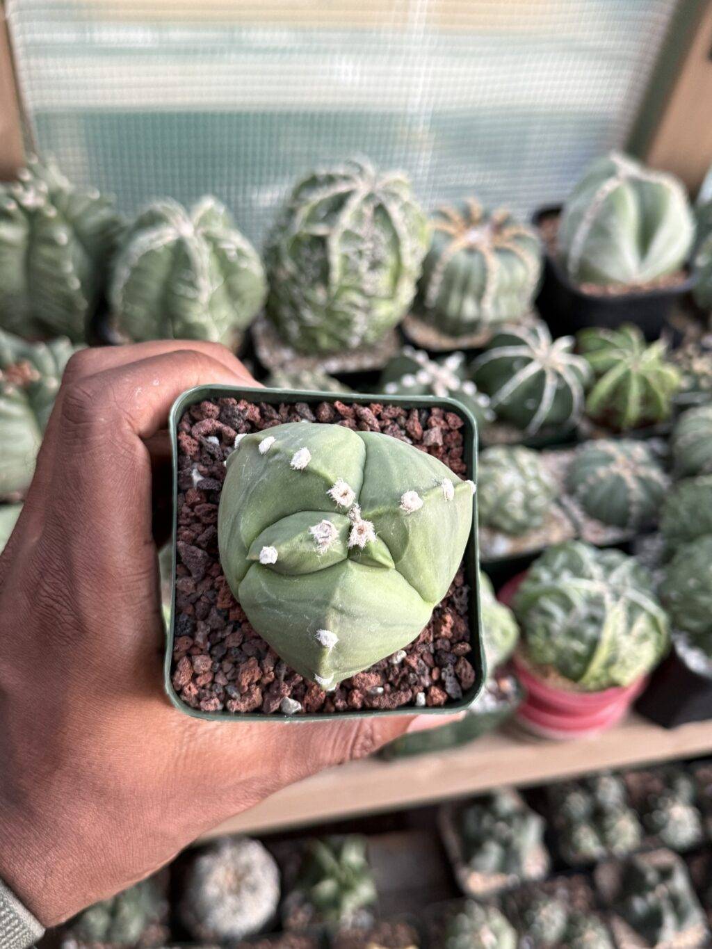 Astrophytum myriostigma tricostatum