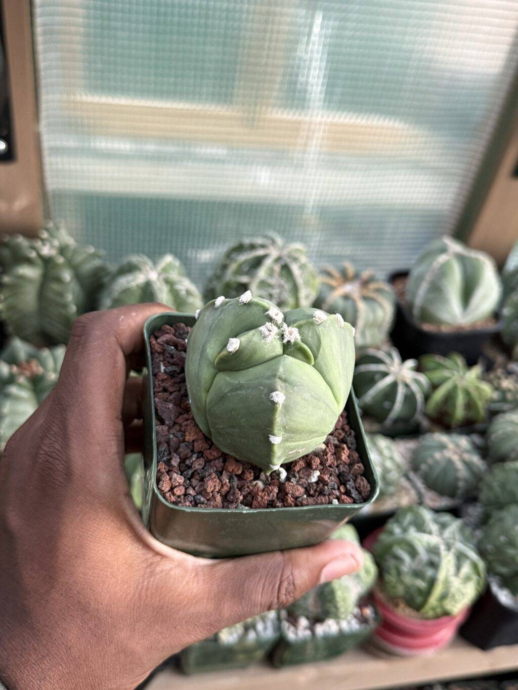 Astrophytum myriostigma tricostatum - Image 3
