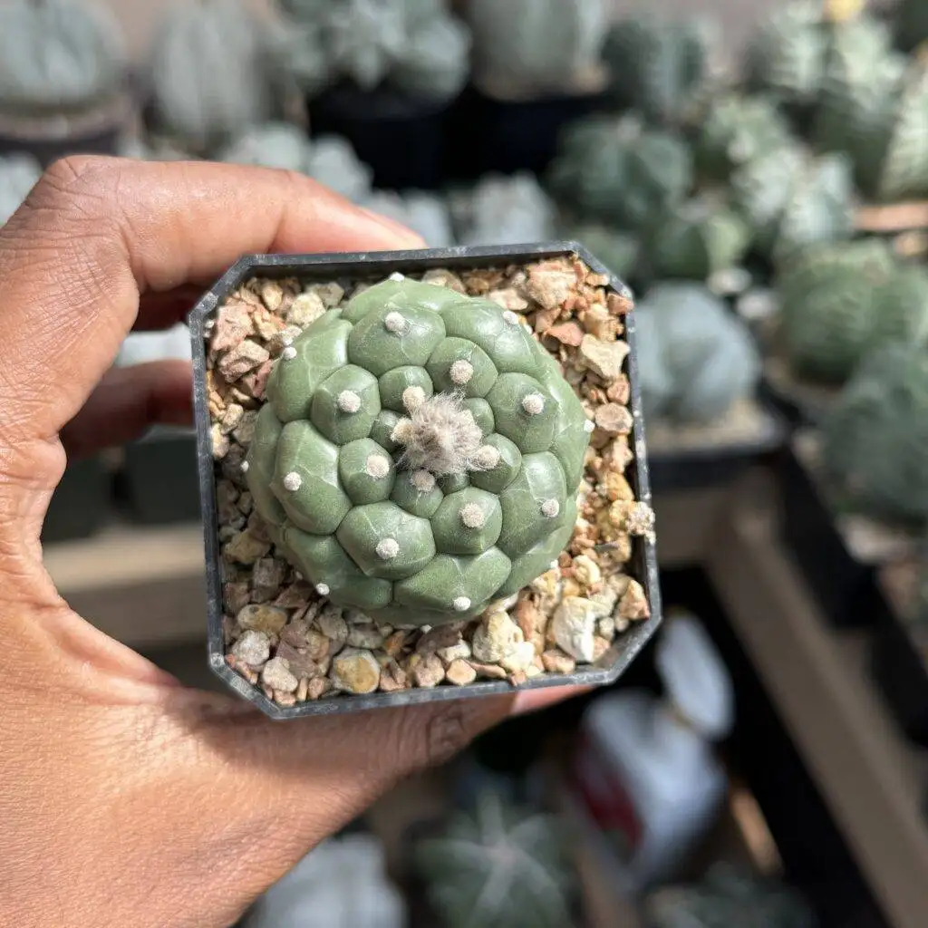 Astrophytum asterias cv. Kikko