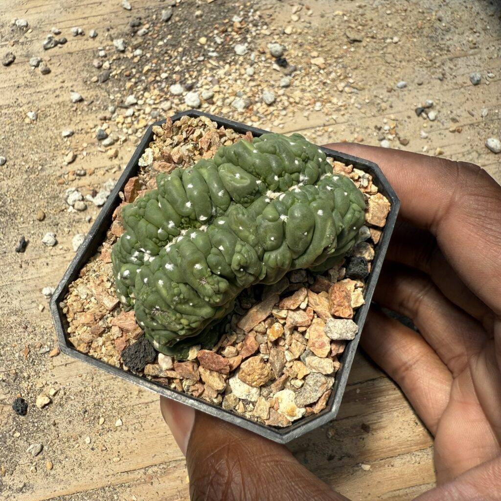 Astrophytum asterias cv. Kikko cristata