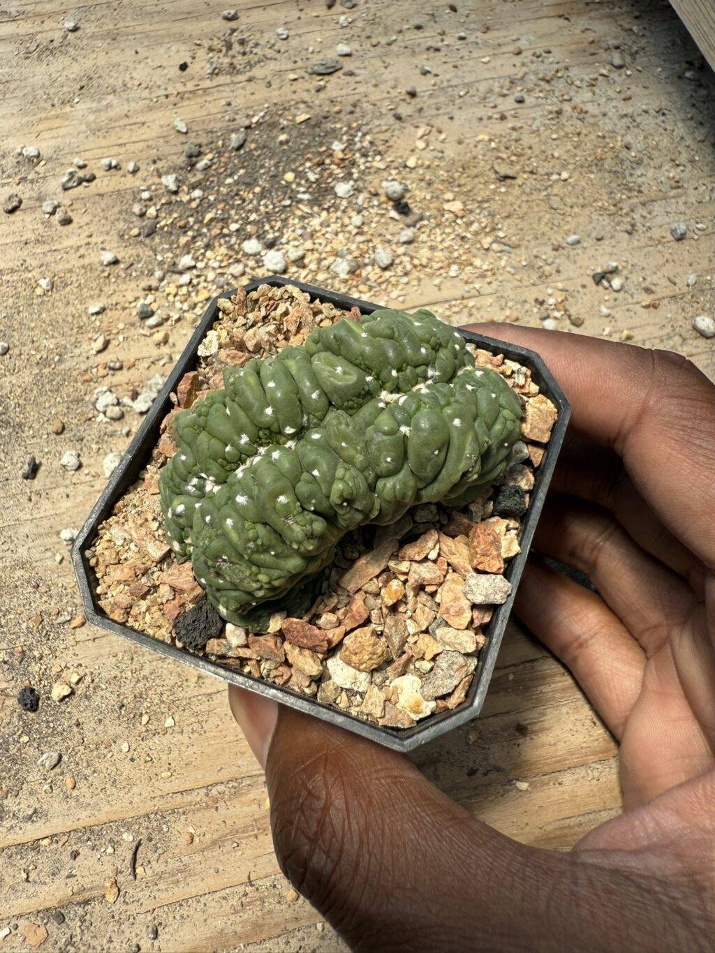 Astrophytum asterias cv. Kikko cristata