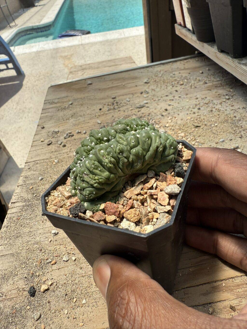 Astrophytum asterias cv. Kikko cristata - Image 2