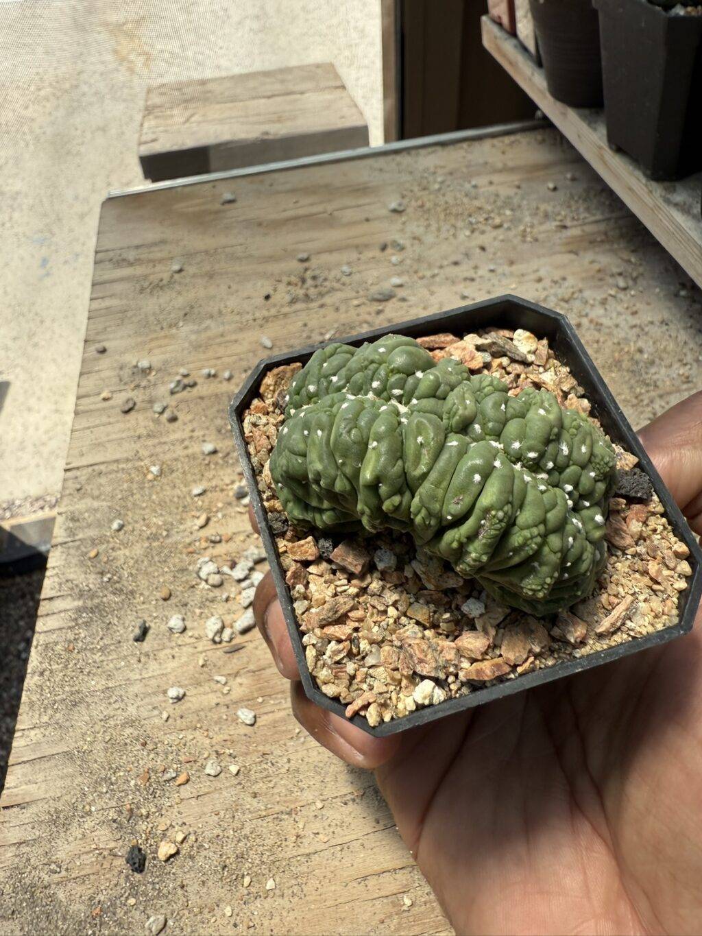 Astrophytum asterias cv. Kikko cristata - Image 3
