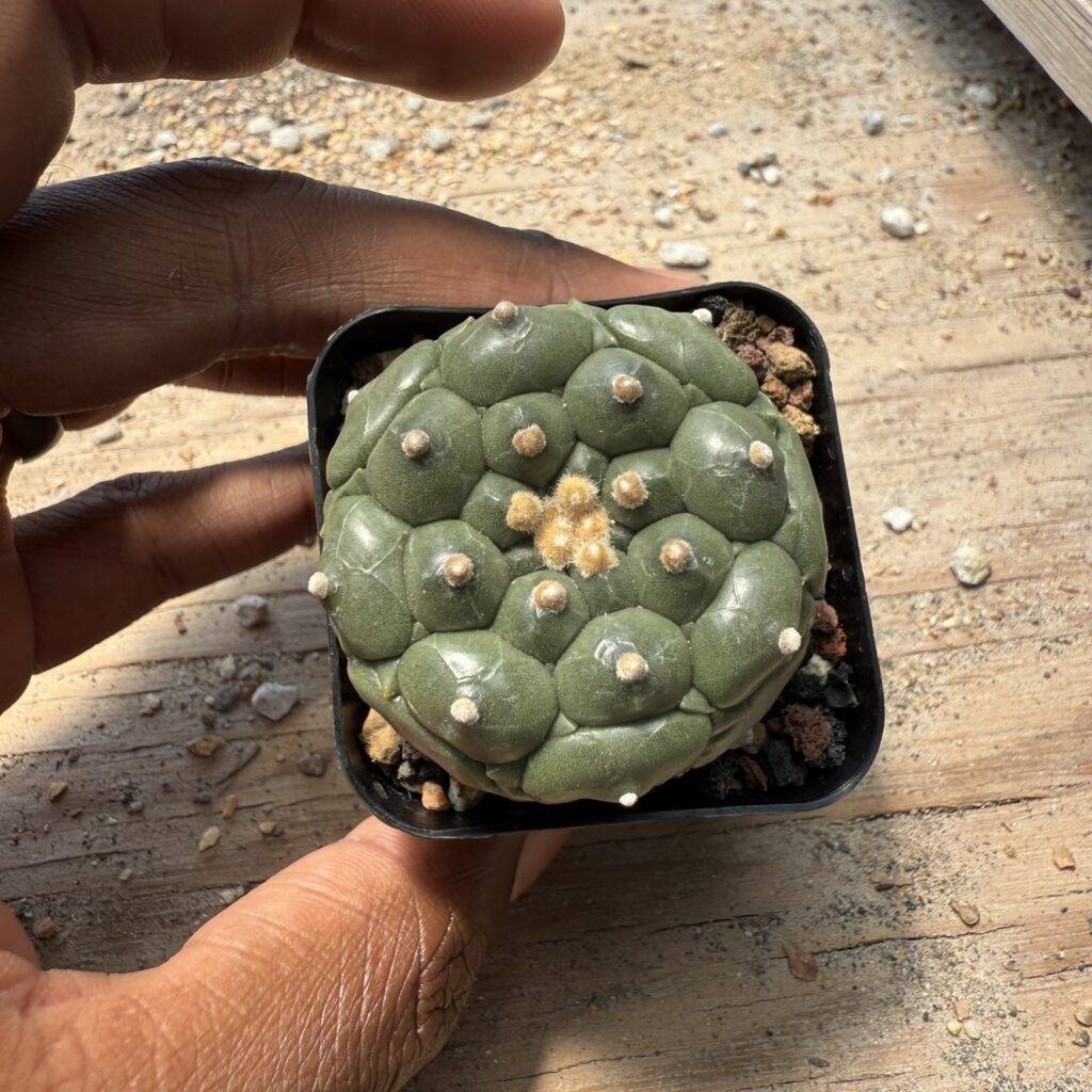 Astrophytum asterias cv. Kikko