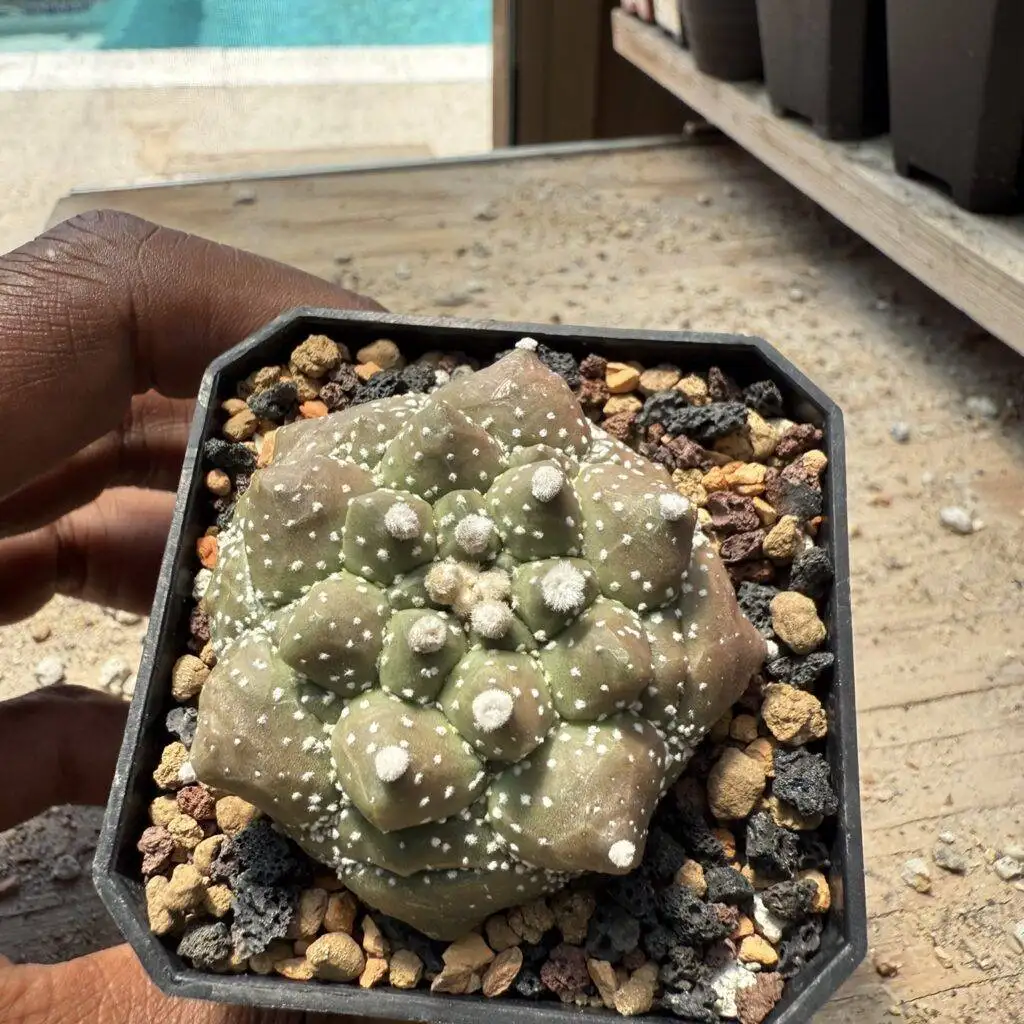 Astrophytum asterias Kikko Durian
