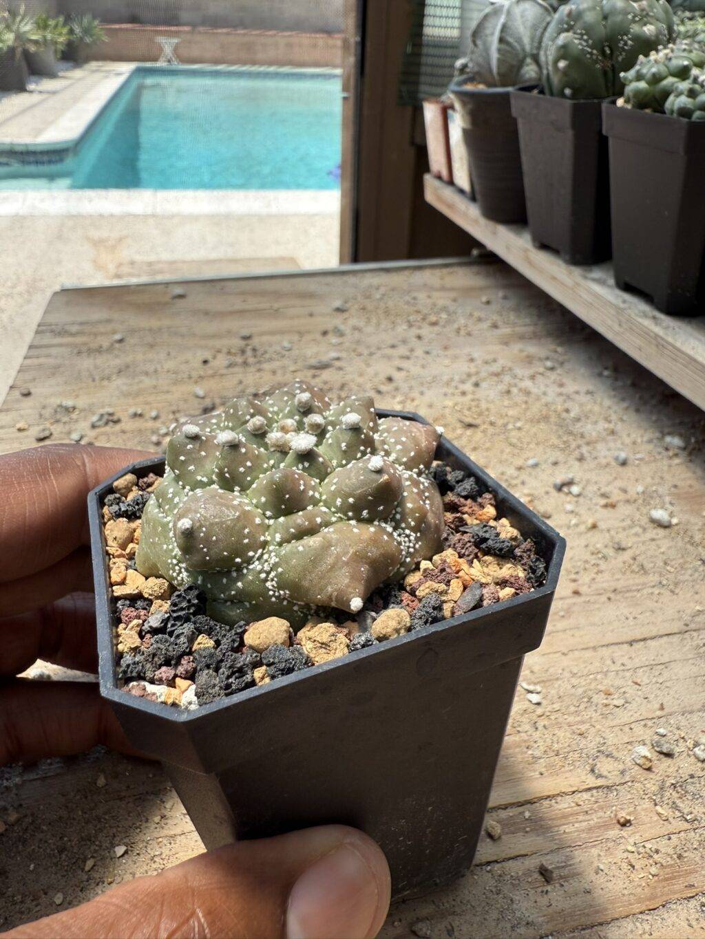 Astrophytum asterias Kikko Durian - Image 2