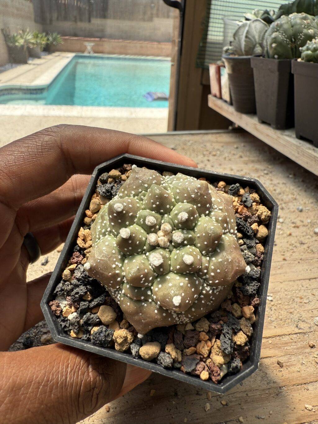 Astrophytum asterias Kikko Durian - Image 3