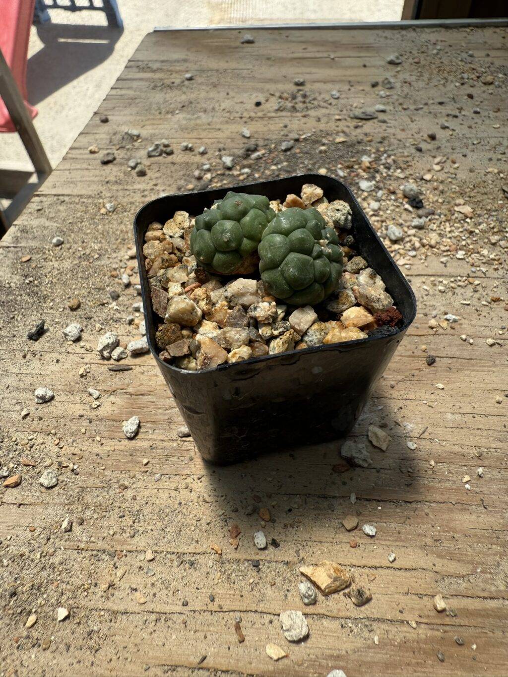 Astrophytum asterias Kikko 2 Headed - Image 2