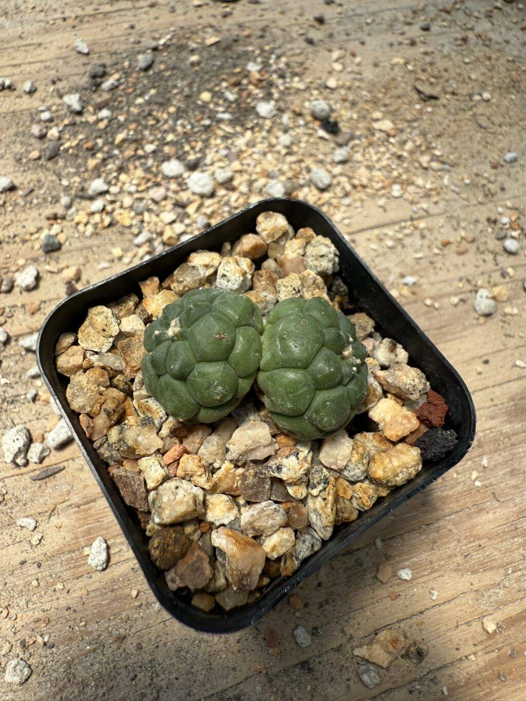 Astrophytum asterias Kikko 2 Headed - Image 3