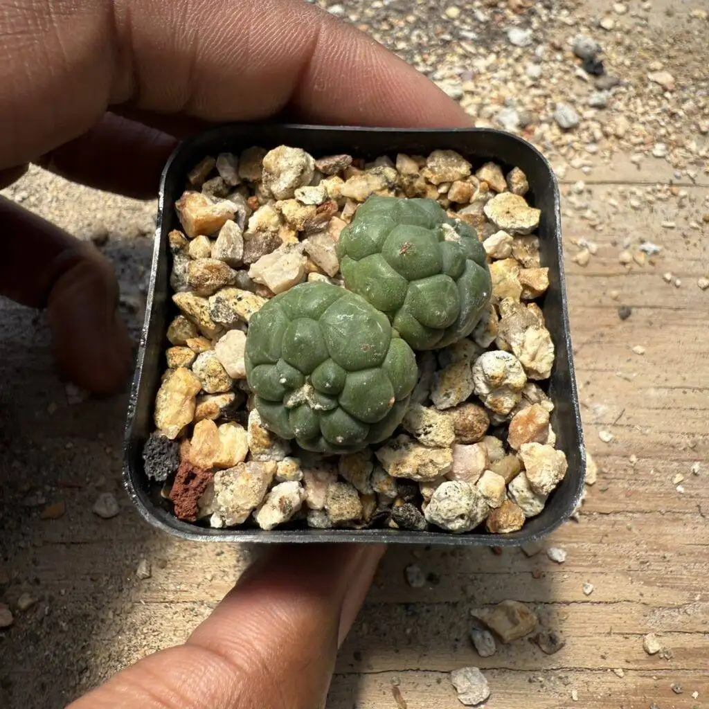 Astrophytum asterias Kikko 2 Headed